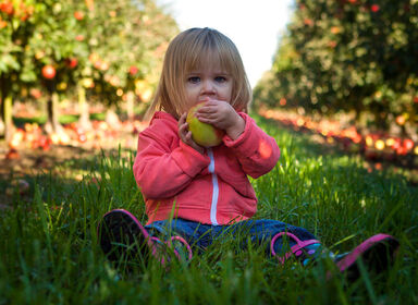 Holčička sedí v trávě mezi jabloněmi a zakusuje se do jablka.