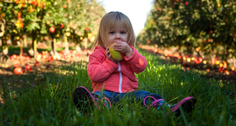 Holčička sedí v trávě mezi jabloněmi a zakusuje se do jablka.